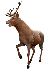 3D Rendering Male Deer on White