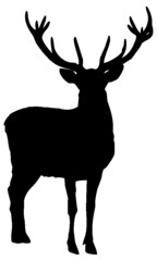 Black and white vector silhouette of an adult male deer with big antlers, isolated on a white background.