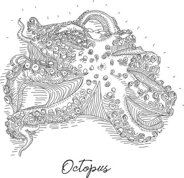 Octopus. Sketchy hand-drawn vector illustration.