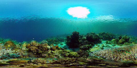 Fototapeta na wymiar Underwater Scene Coral Reef. Coral Reefs Seascape. Underwater sea fish. Tropical fish reef marine. Philippines. Virtual Reality 360.