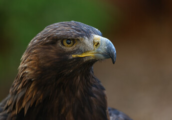 close up of golden eagle head