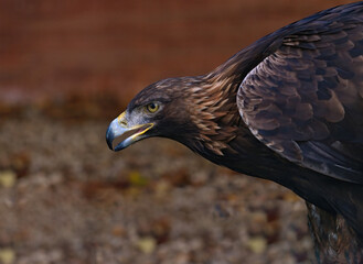 Fototapeta premium close up of golden eagle bending over