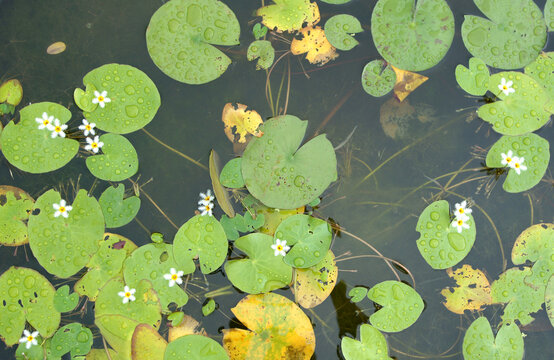 water lilies in the pond