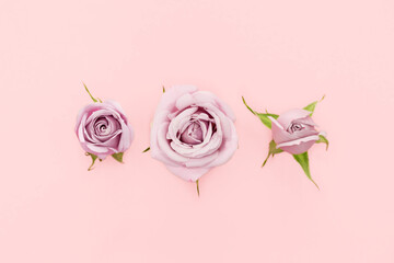 Blooming stages of pink rose flower on pink background. Beautiful pink rose flower buds on pink...