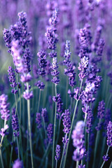 Fototapeta premium Selective focus Lavender flowers at sunset rays, Blooming Violet fragrant lavender flower summer landscape. Growing Lavender, harvest, perfume ingredient, aromatherapy. Lavender field lit by sunlight