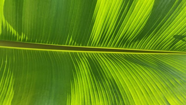 banana leaf texture, natural green background