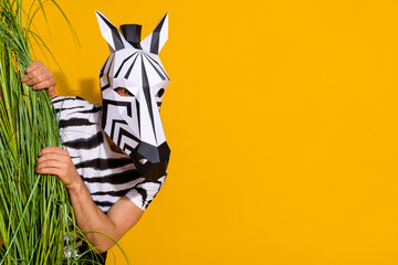 Photo of zebra guy in natural habitat hiding from bunch plant look empty space isolated over bright...