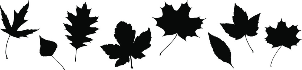 Vector leaves. Graphic illustration isolated on white background.
