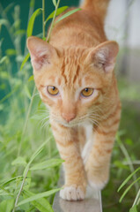 Orange cat on the grass