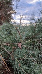 pine tree branches