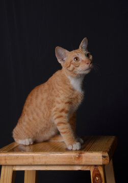 Cute orange cat on a wooden chair