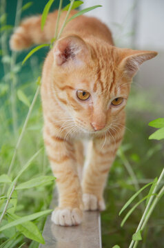 orange cat on the grass is looking something near him photography