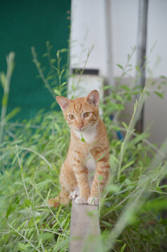 cute orange cat on the grass is looking at the camera