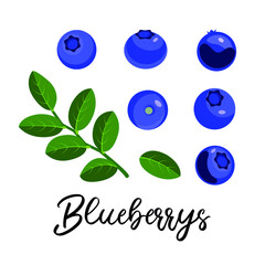 Set of blueberries and leaves, vector