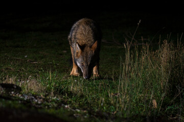 Grey wolf free on the Greek mountails walking at night