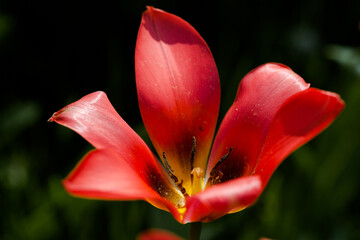 red tulip closeup