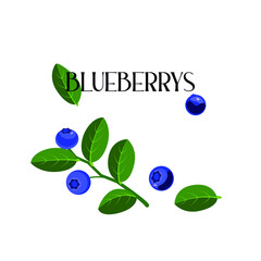 Illustration of blueberries with leaves, vector