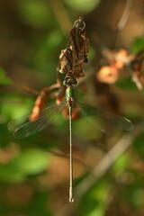 Damselfly in National Park Valle Cavanata near Grado, Italy, Europe
