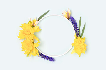 Round frame made of narcissus, tulip and muscari flowers on a blue pastel background.