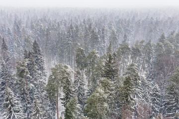 Aerial view from drone of frozen snowy peaks of endless coniferous forest trees in  National park environment. Magical snow covered tree. Photo greeting card. Winter landscape.
