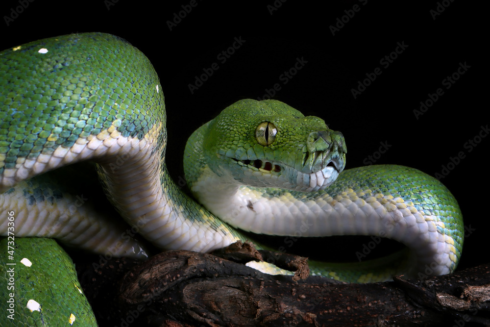 Wall mural green tree python snake on branch ready to attack