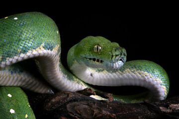 Green tree python snake on branch ready to attack