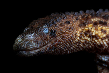 Earless Monitor (Lanthanotus borneensis)  closeup on wood