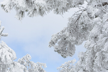 Christmas snow-covered branches. Blue natural winter background. A view from below of fir trees and a clear sky. Beautiful bright New Year's layout. Happy Christmas New Year concept, copy space