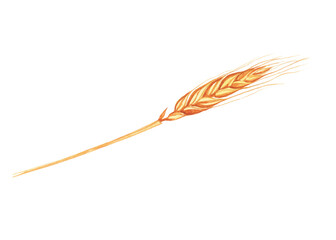 Wheat ear isolated on white background. Watercolor hand drawing illustration. Golden spike for design.