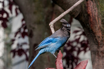 Steller’s Jay (Cyanocitta stelleri) in coniferous forest, Anchorage, Alaska, USA