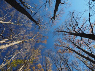 Looking up at leafless tree branches against blue sky.