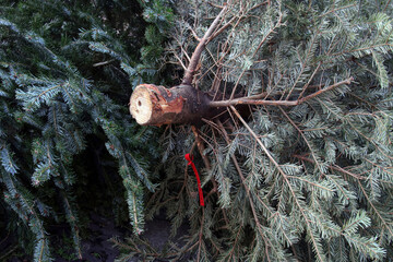 entsorgte weihnachtsbäume