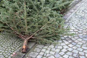knut - weihnachtsbaum am straßenrand - obrazy, fototapety, plakaty