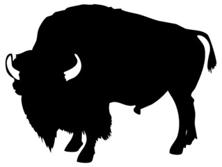 Black vector silhouette of male american bison isolated on white background.