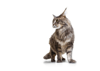 Studio shot of purebred big Maine Coon cat walking away isolated on white studio background. Animal life concept