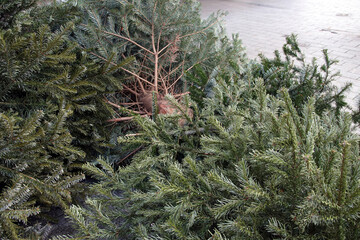 knut - weihnachtsbäume am straßenrand - obrazy, fototapety, plakaty
