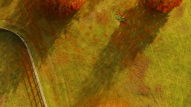 Bird's eye view of of orange colored trees shedding their leaves on the green grass indicating autumn season in the region of Thetford norfolk,UK.