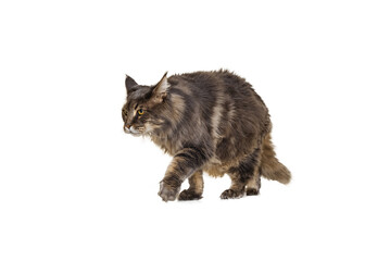 Studio shot of purebred big Maine Coon cat walking away isolated on white studio background. Animal life concept