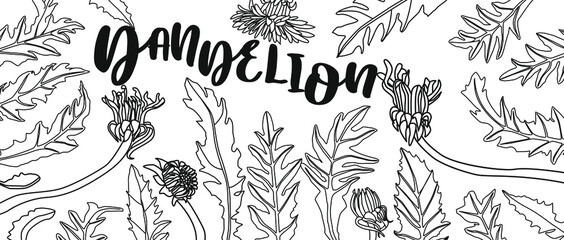 banner design with Dandelion. Herbal engraved style illustration.