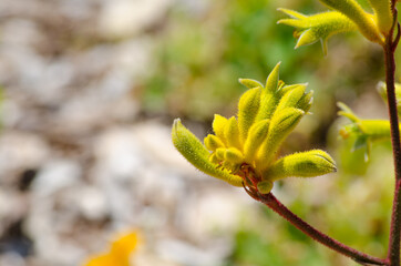 Yellow Kangaroo Paw Flowers in a botanical garden.