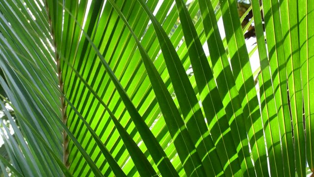 coconut leaf swaying in the wind and sunlight background