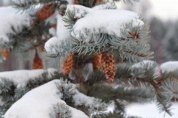 The first snow on the fir branches close-up, cones on the branches