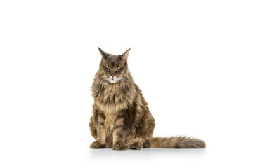 Portrait of adorable purebred big Maine Coon cat sitting on floor isolated on white studio background. Animal life concept