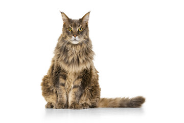 Portrait of adorable purebred big Maine Coon cat sitting on floor isolated on white studio background. Animal life concept