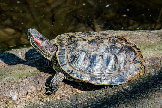 Pond Slider (Trachemys scripta) in park, Moscow, Russia