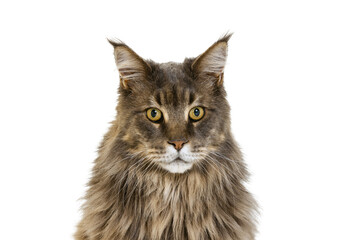 Close-up gorgeous purebred big green-eyed Maine Coon cat posing isolated on white studio background. Animal life concept