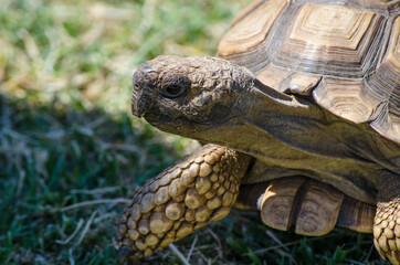 Cute African turtle walking on the green grass in top view, Close-up.