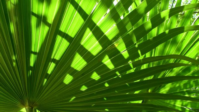 sunlight shining on tropical palm leaf