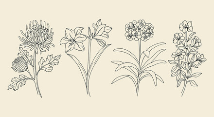Set of hand drawn garden flowers. Chrysanthemum, amaryllis, clivia, azalea - obrazy, fototapety, plakaty