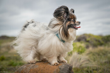 papillon dog enjoying fresh air